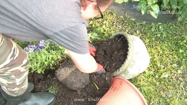ИДЕИ ДЛЯ ДАЧИ и САДА. Цветники, клумба из петунии