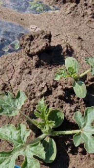 Развитие рассады и семечки 🌱🍉💦