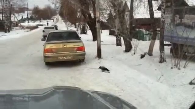 Врона ест жвачку