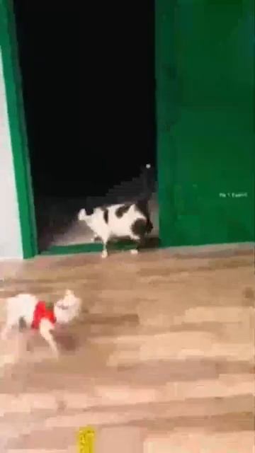 Animals That Will Instantly Cheer You Up 47