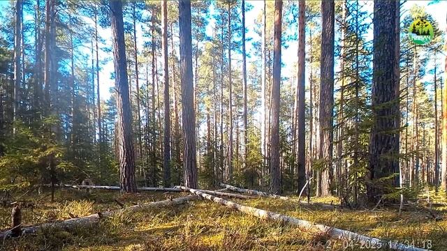 Волки в заповеднике "Кивач". 27.04.2025. 17:34