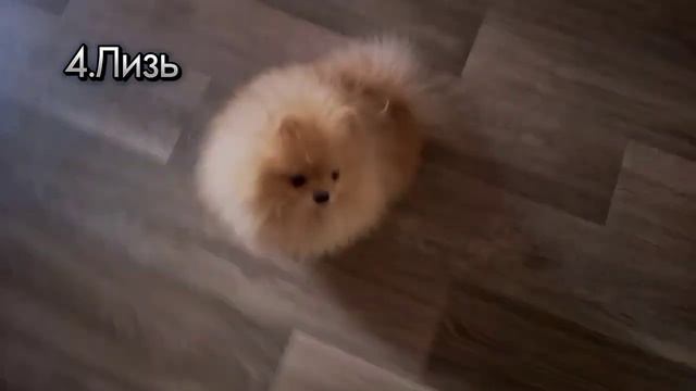Все команды которые знает Мишель *Шпиц Мишель*