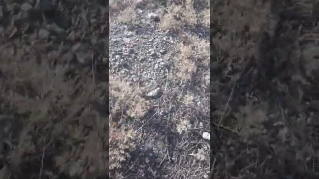 Долина кентавра