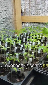 Начинаю пикировать перец .