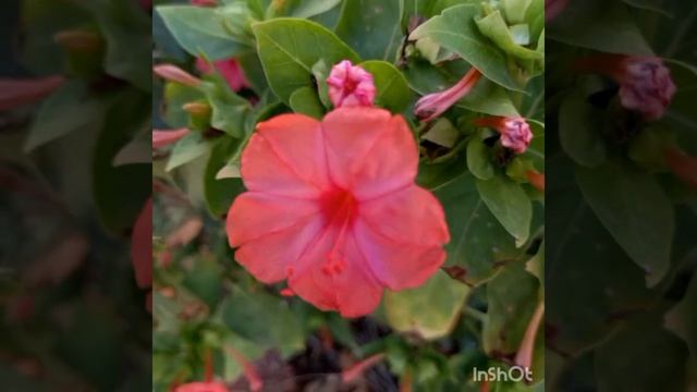 Мирабилис. Ночная красавица. Зорька. #цветы #flowers #garden #с