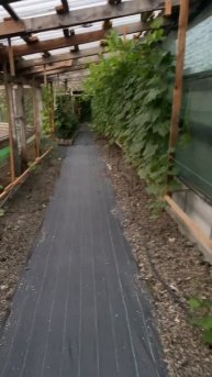 Виноградник без лишних хлопот: прополок, поливов(капе?