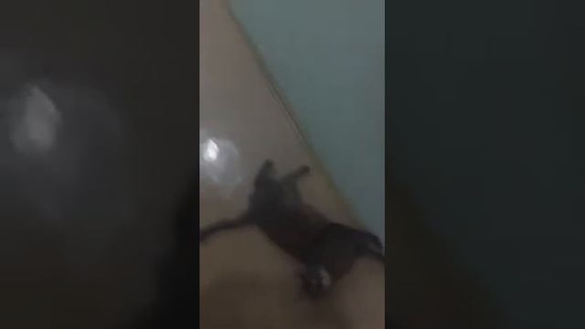 KononovaEl   скачать музыку