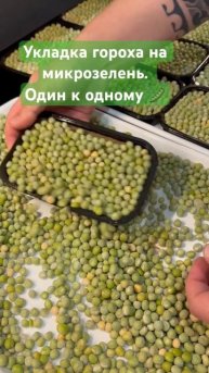 Укладка гороха на микрозелень. Один к одному 👍🫛 #мик?