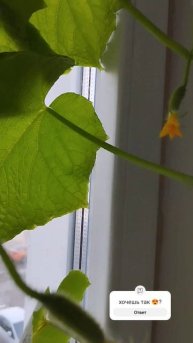 Огурцы на окне 🥒👍☺️ #рассада #огурцынаокне #огурцы