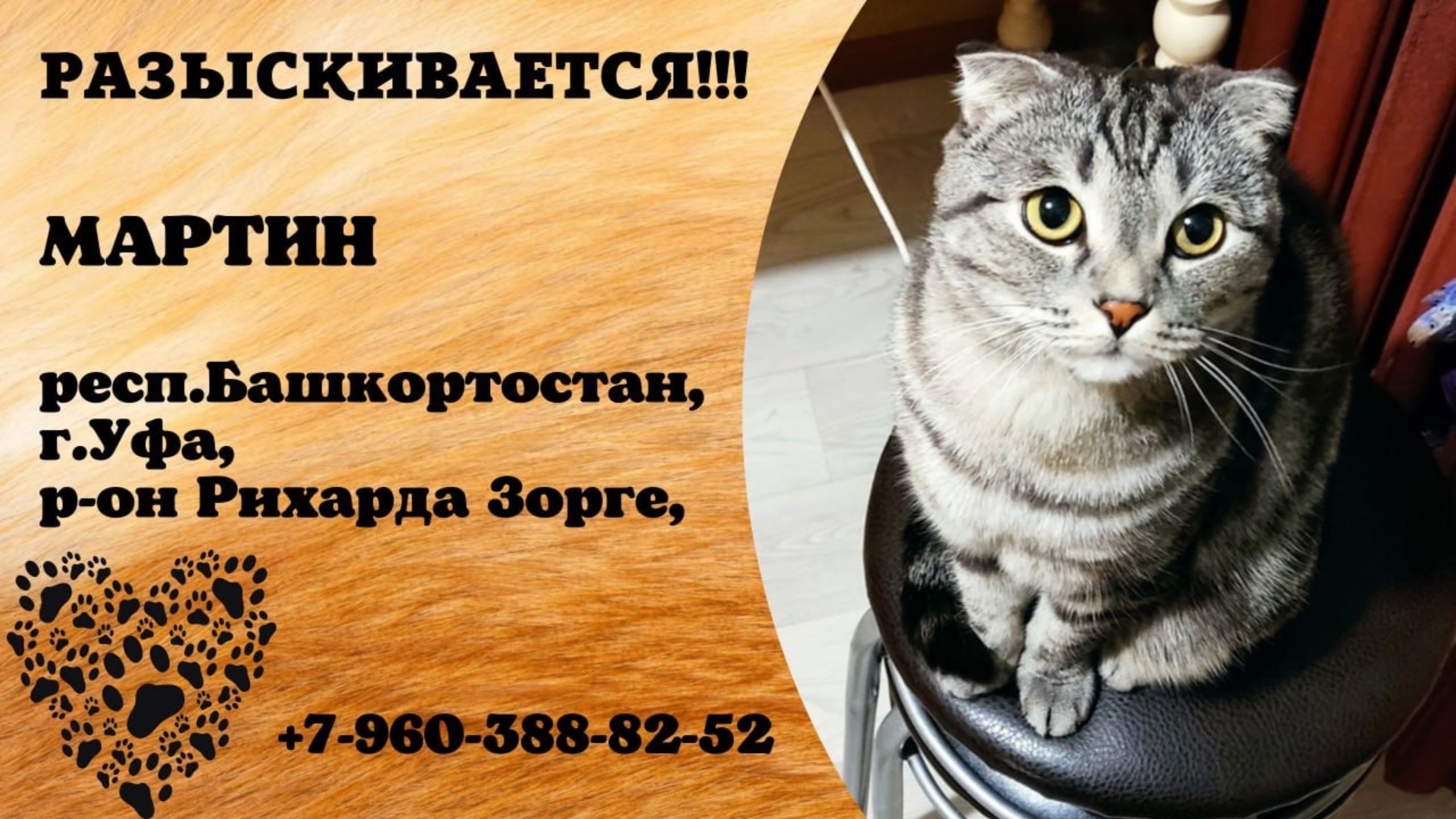 Пропал кот! МАРТИН. респ.Башкортостан, г.Уфа.