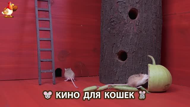 Видео для кошек про крысок развлекать питомцев 🐭🐀😂 (84)