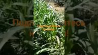 🌽Кукуруза – мульти функциональный сидерат! #gardening #д?