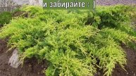 Видео с креативами для продажи Можжевельника для моего клиента с собственным питомником