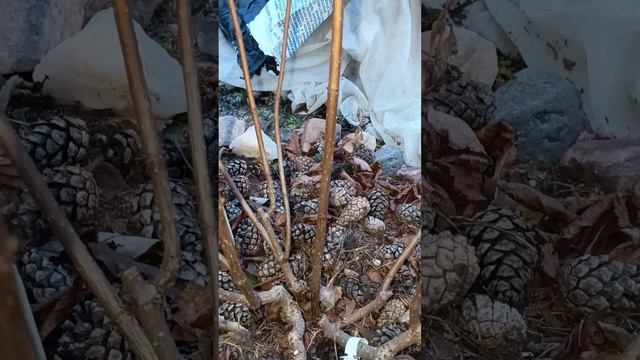 Обрезка метельчатой гортензии осенью🍂Сильвер долла?
