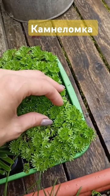 Камнеломка на солнце и в тени #plants #garden #gardening #цветы #са?