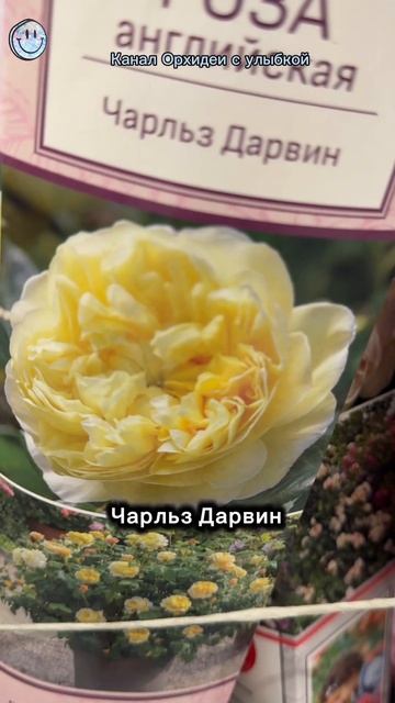 Не только орхидеи. Саженцы роз. Часть 2. #орхидеи #розы #?
