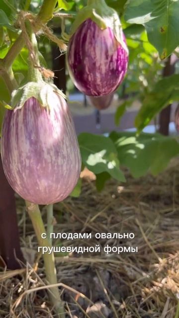 🔥 Компактные баклажаны-малыши из нашего ассортимент?