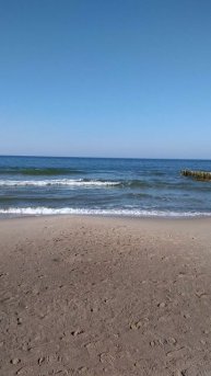 FOX ON THE BEACH