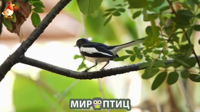 Мир птиц – красота и грация пернатых созданий Природы 🦩🦚🦜 Выпуск (92) 🦉🐦🐤