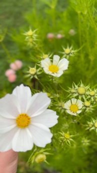 Космея Белая🌿#вкусныйканал #космея #белыецветы #цвет?