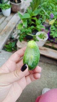 Чёткий парень🤣🤣🤣#огурцы #приколы#смешное#огород #у?