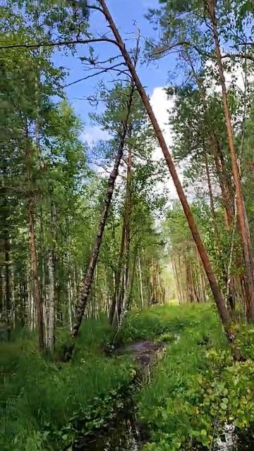 болото крепко держит, лебедка спасает