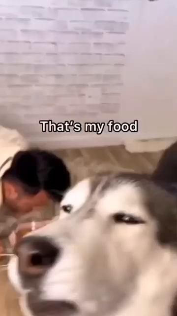 Animals That Will Instantly Cheer You Up 40