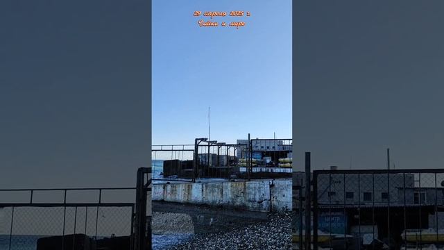 29 апреля 2025 г. Чайки и море #ялта #ялта2025 #чайки #море