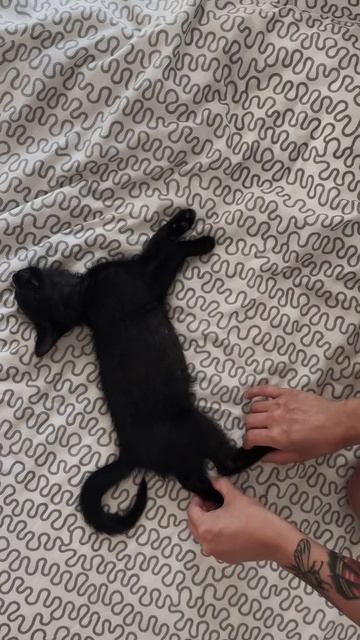 Кото конструктор