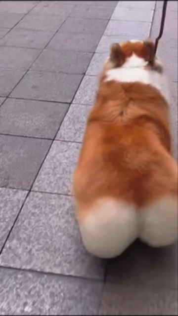 собачка
