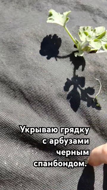 Выращивание арбузов под спанбондом. Белый и чёрный, чт