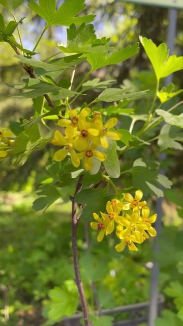 Смородина золотистая