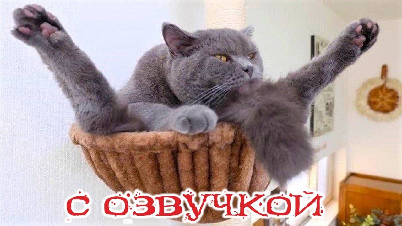 МЯУ-МЯУ-ПРИКОЛЫ! Озвучка просто огонь!
