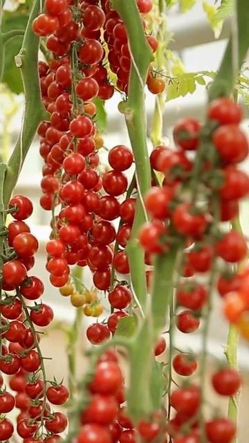 Селекционный центр. Лучшие сорта томатов черри, крупн?