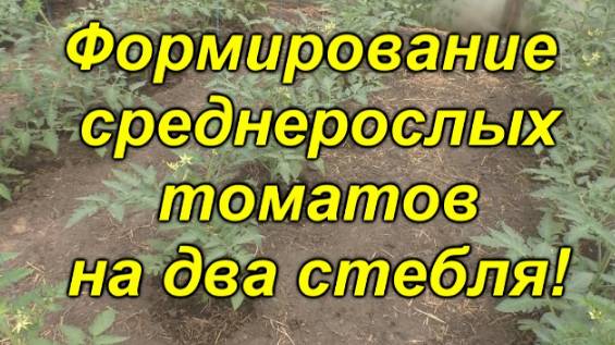 🍅 Формируем среднерослые томаты: с чего начать?