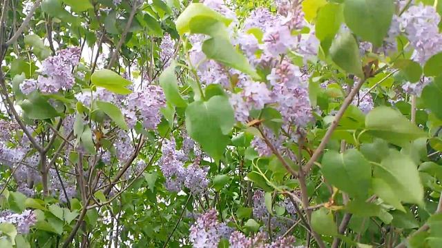 💫Мини-влог: Едем за молочной продукцией 🥛🚗 | Весенний влог 🌸🌼
