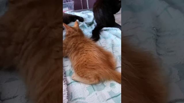 Наш TG https://t.me/liveofcats