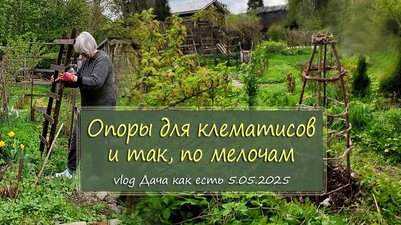Уход за клематисом, опора в природном стиле и другое /  vlog Дача как есть 5.05.2025