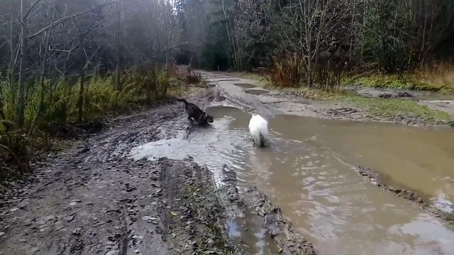 Самоед. Грязные игры)