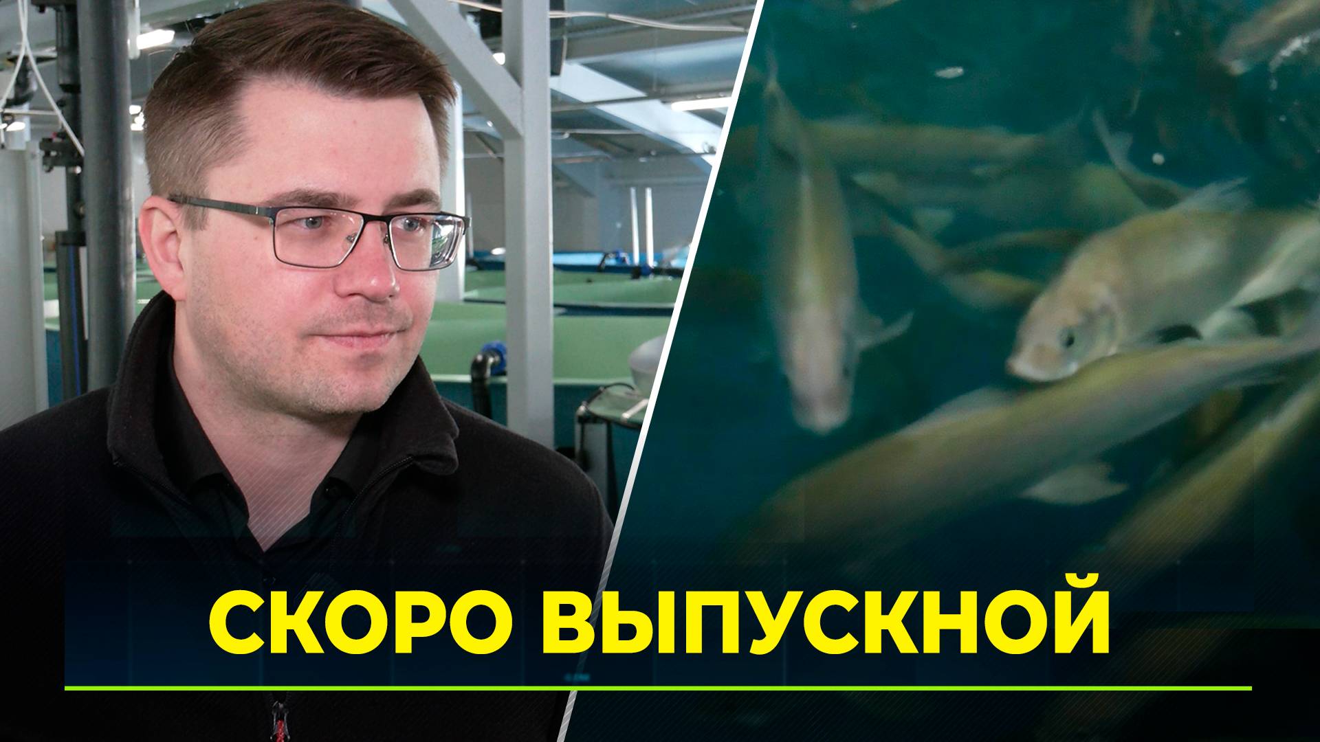 На Собском рыбоводном заводе завершился выклев личинок сиговых