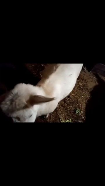 Воспоминания прошлого года. или Как мы строили сарай.