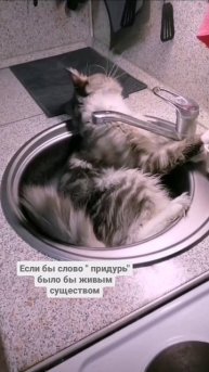Котейка