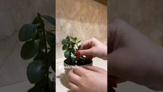 Каланхоэ размножение лёгким путём без укоренения рез?