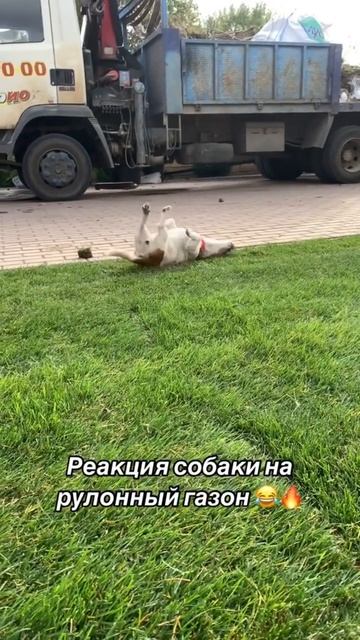 Реакция собаки на газон 🙃 vsc_gazon_poliv