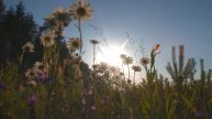 Эта мелодия переписывает ваши воспоминания - попробуйте на свой страх! - No Use for the Sun -- Plate