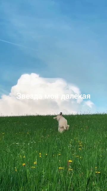 Дмитрий Маликов - Звезда, моя далекая