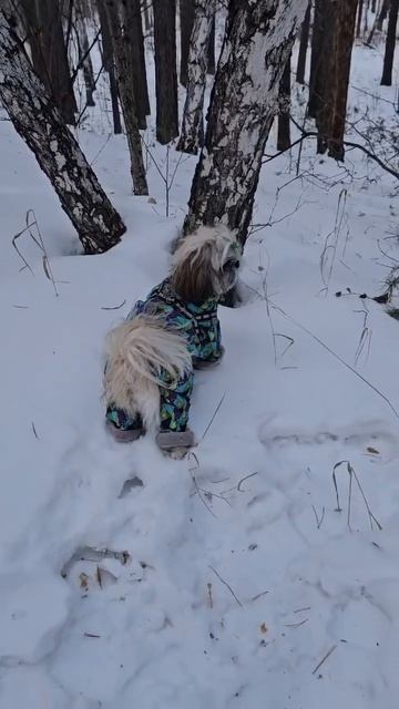 Охотничья😁 #funny #puppy #щенок #юрта #рек #шитцу #животные #?
