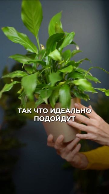 3 комнатных растения, которые вы точно не убьете! #раст?