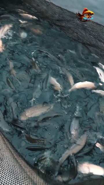 В нерест самок и самцов муксуна держат раздельно Рыба?