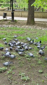 Завтрак голубей 🕊